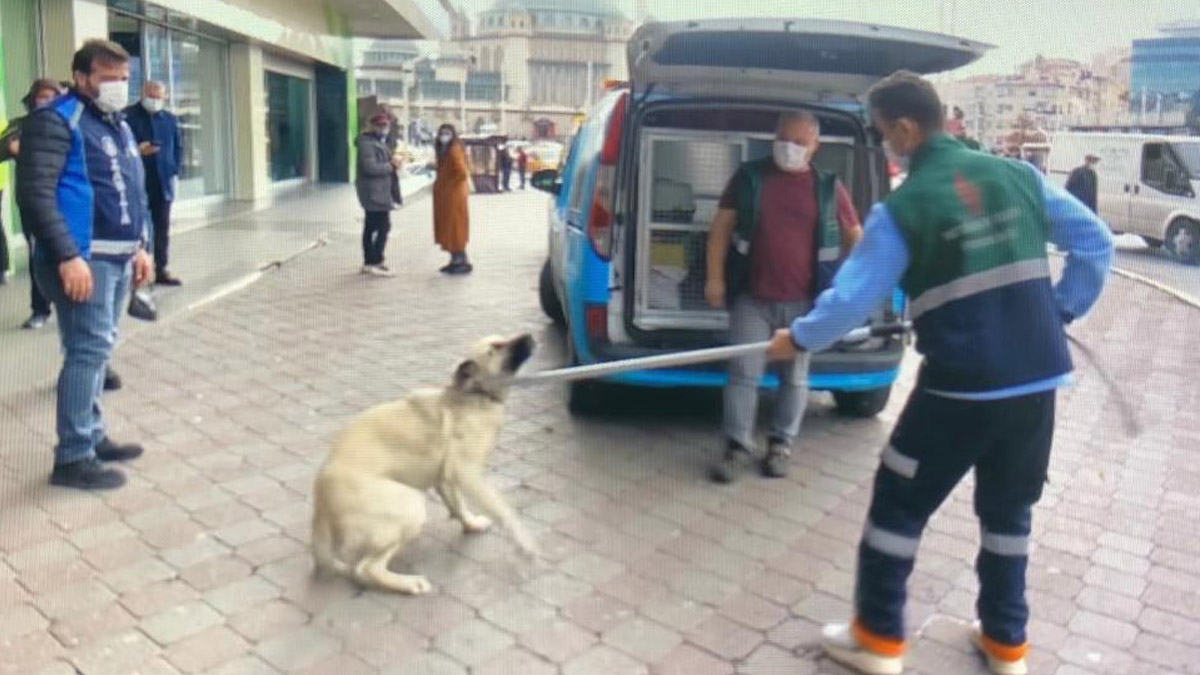 İstiklal Caddesi'nde y&uuml;r&uuml;yen 8 yaşındaki &ccedil;ocuğu k&ouml;pek ısırdı