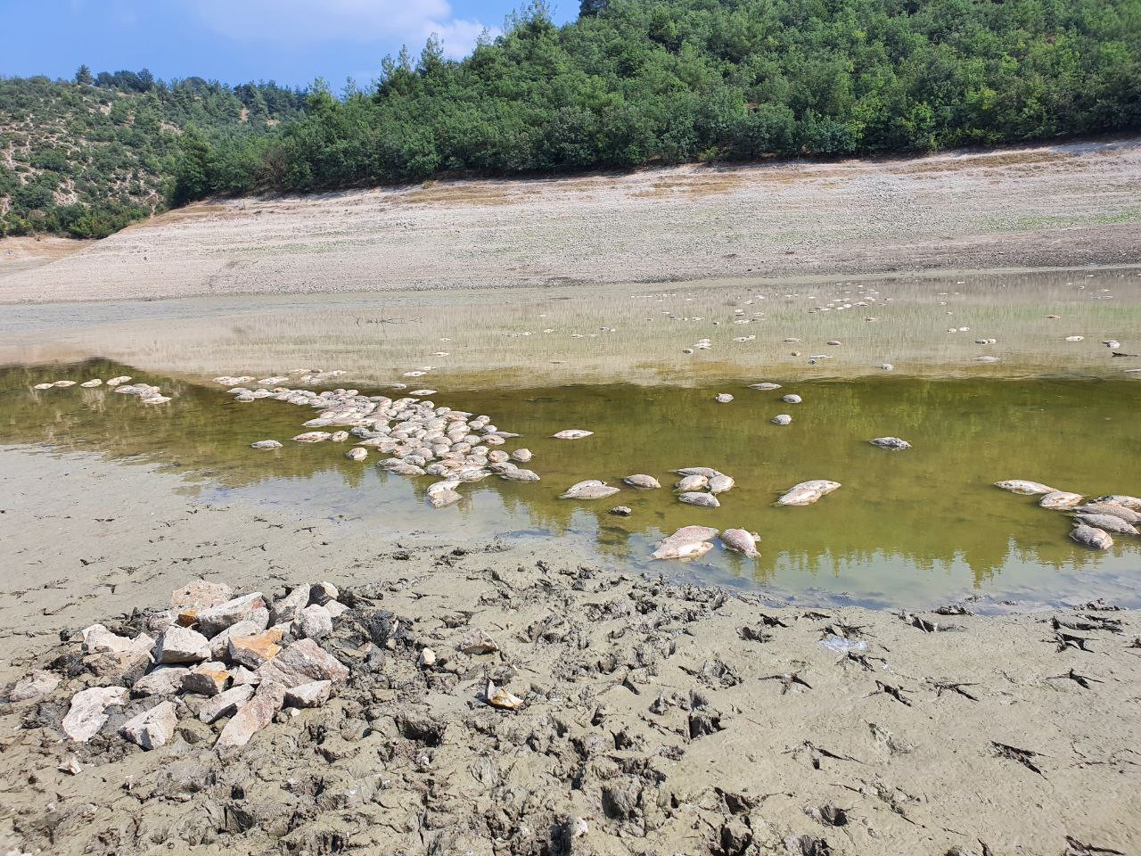 Bursa'da göletteki su çekildi, balıklar öldü