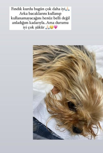 Ünlü sunucu Gül Gölge’nin köpeğinin boynu kırıldı