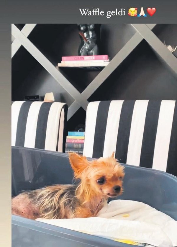 Ünlü sunucu Gül Gölge’nin büyük acısı... Minik köpeği hayata tutunamadı