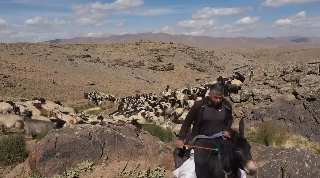 Van'da besicilerin yayladan dönüş yolculuğu kuraklık nedeniyle erken başladı