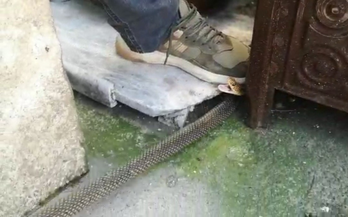 Bursa'da bir eve giren yılan herkesi panikletti