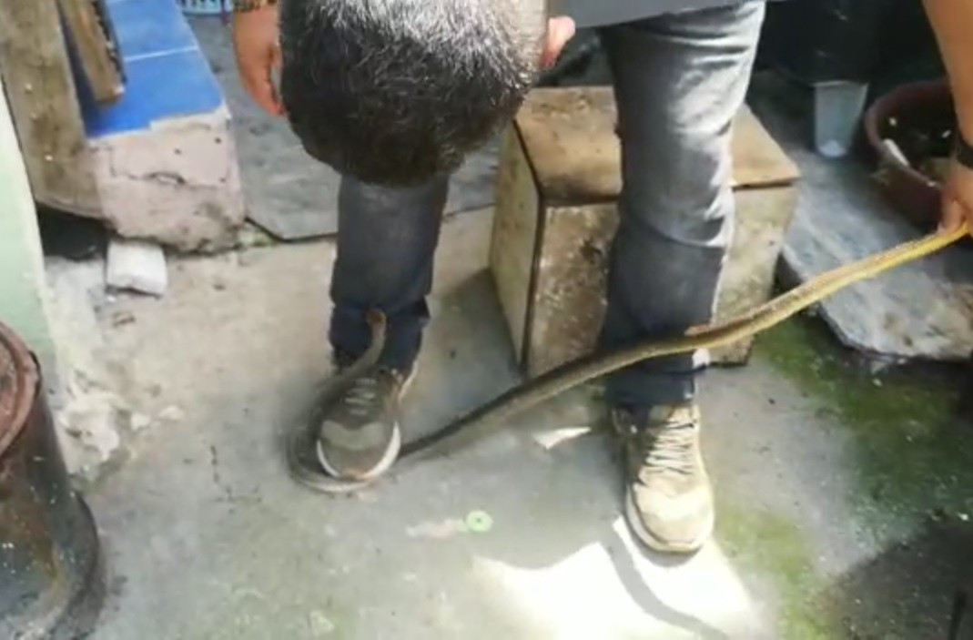 Bursa'da bir eve giren yılan herkesi panikletti