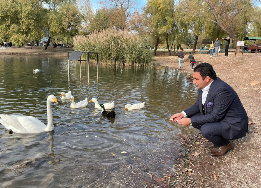 Eşi tarafından terk edilen erkek kuğuya eş aranıyor