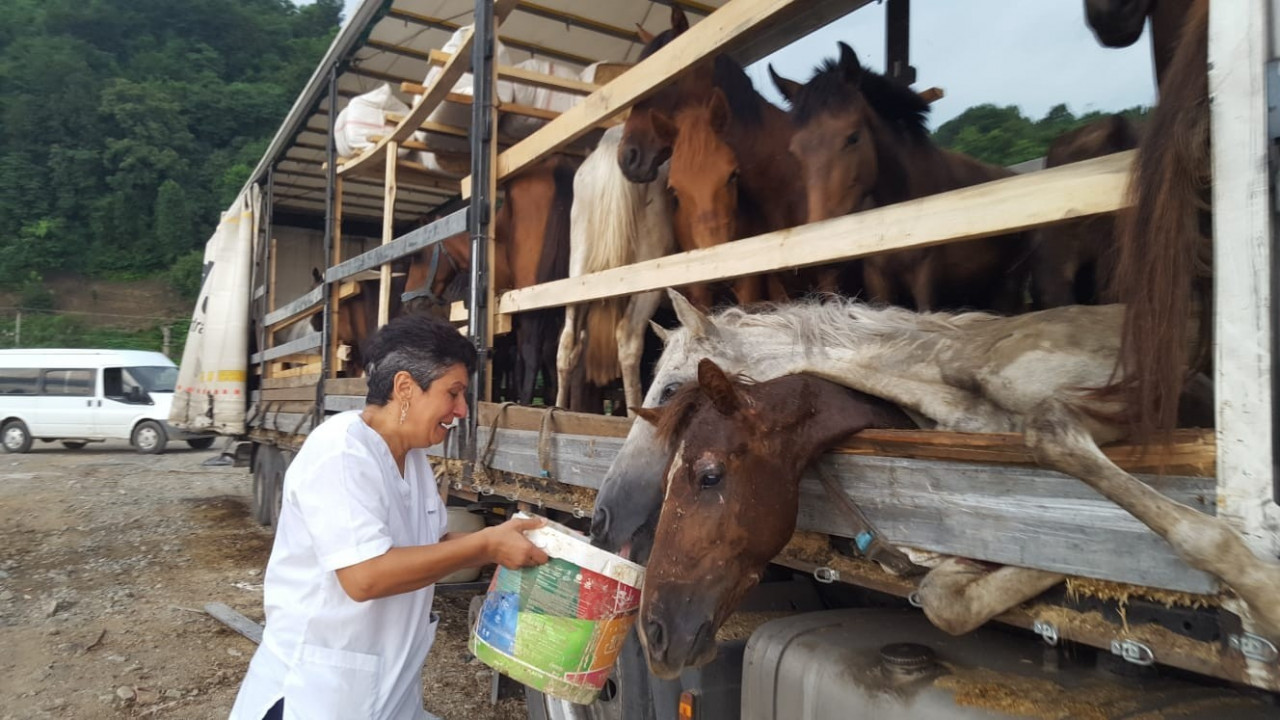 Leman Sam ölüme terk edilen atlar için konser verecek