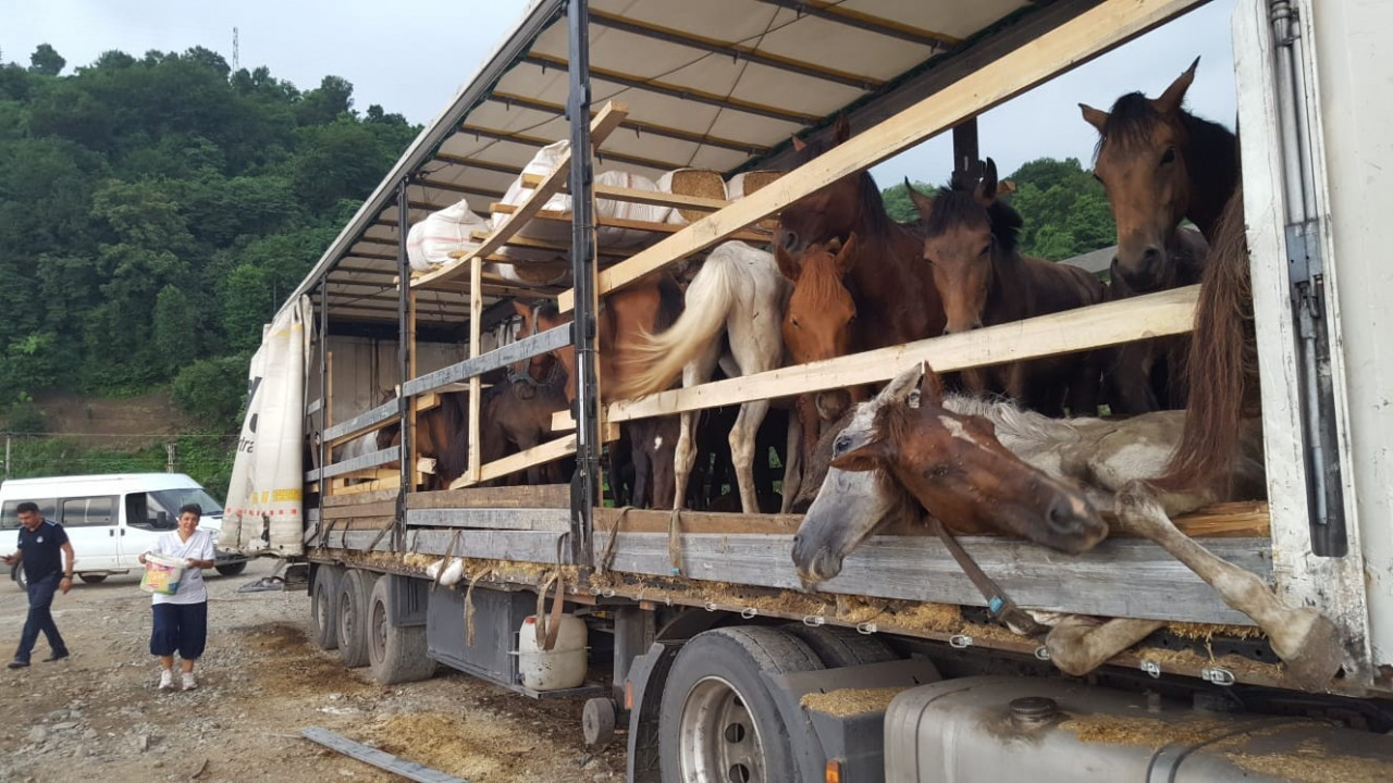 Leman Sam ölüme terk edilen atlar için konser verecek