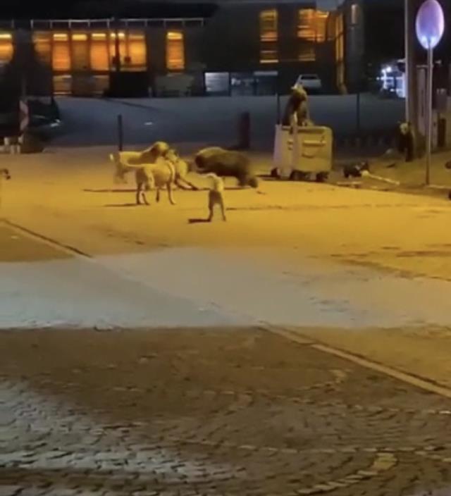 Uludağ'da yemek aramaya inen ayıların köpek sürüsü ile kavgası kamerada Uludağ'da yemek aramaya inen ayıların köpek sürüsü ile kavgası kamerada