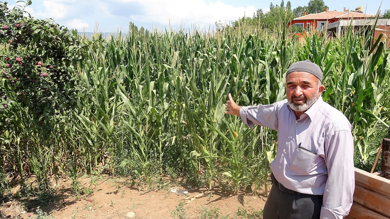 mısır-eken-ciftci